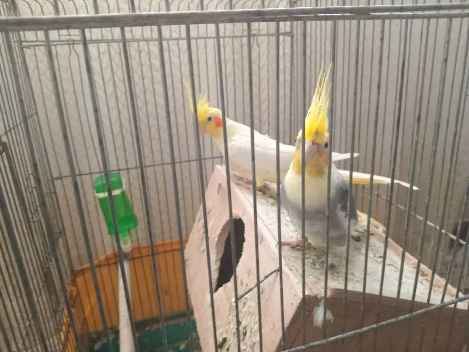 دوعددطوطیعروس|پرنده|رشت, شهرک صبا|دیوار