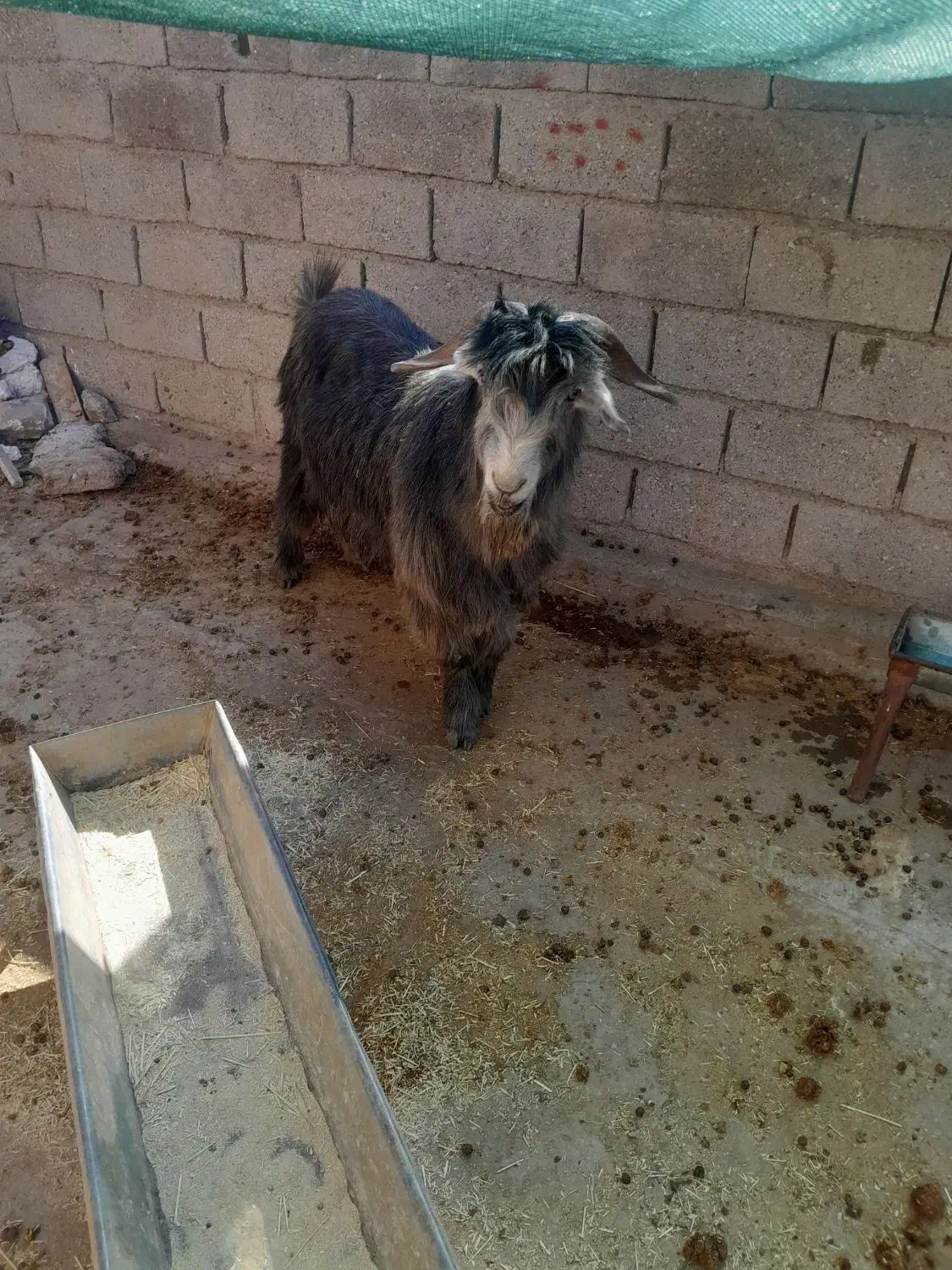 یک عدد تیشتر نر|حیوانات مزرعه|مسجد سلیمان, |دیوار