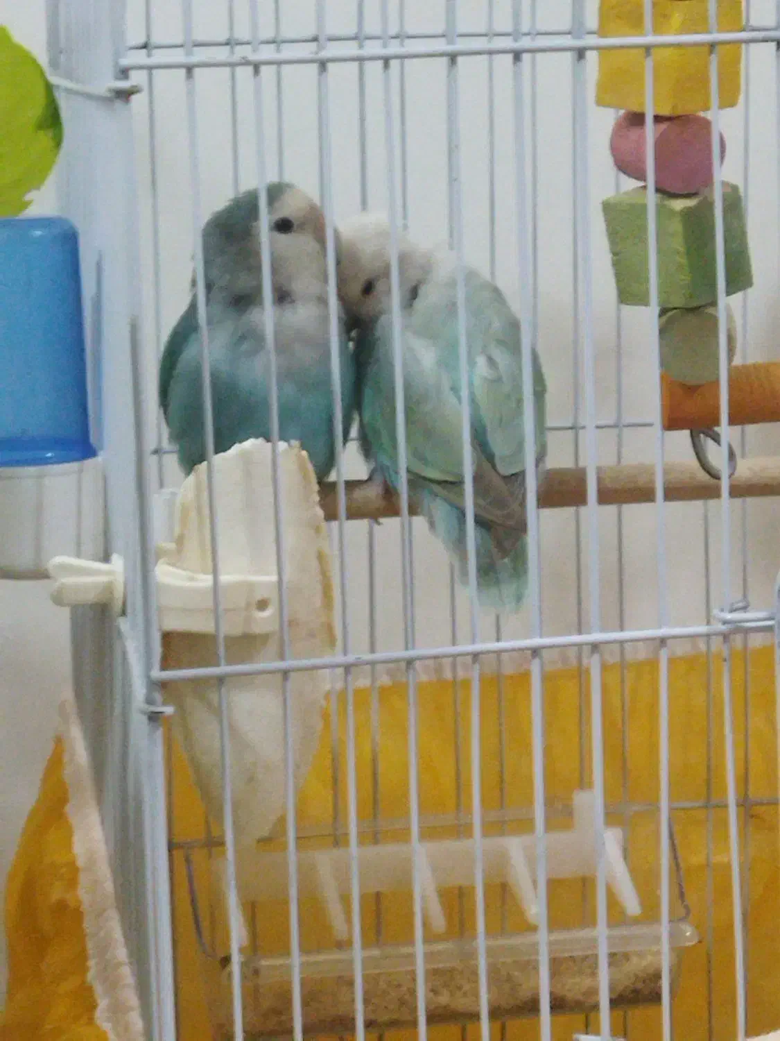 فروش پرنده کوتوله برزیلی|پرنده|فولادشهر, A3|دیوار