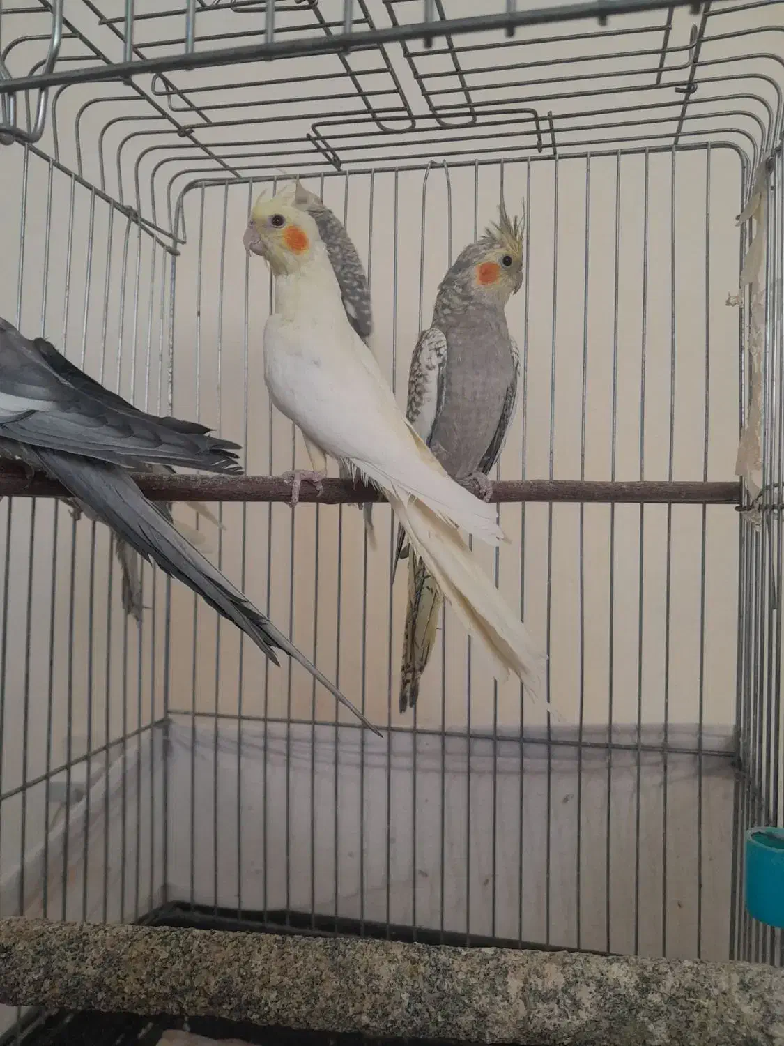 عروس هلندی|پرنده|دماوند, دماوند|دیوار