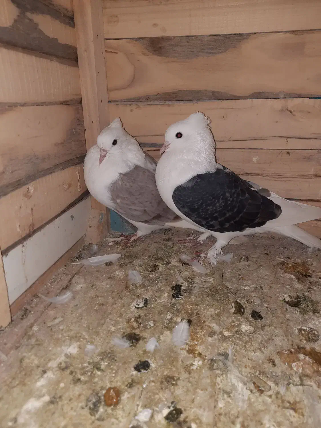 کبوتر پشت(دو کت)خوشگل|پرنده|شیروان (خراسان), |دیوار