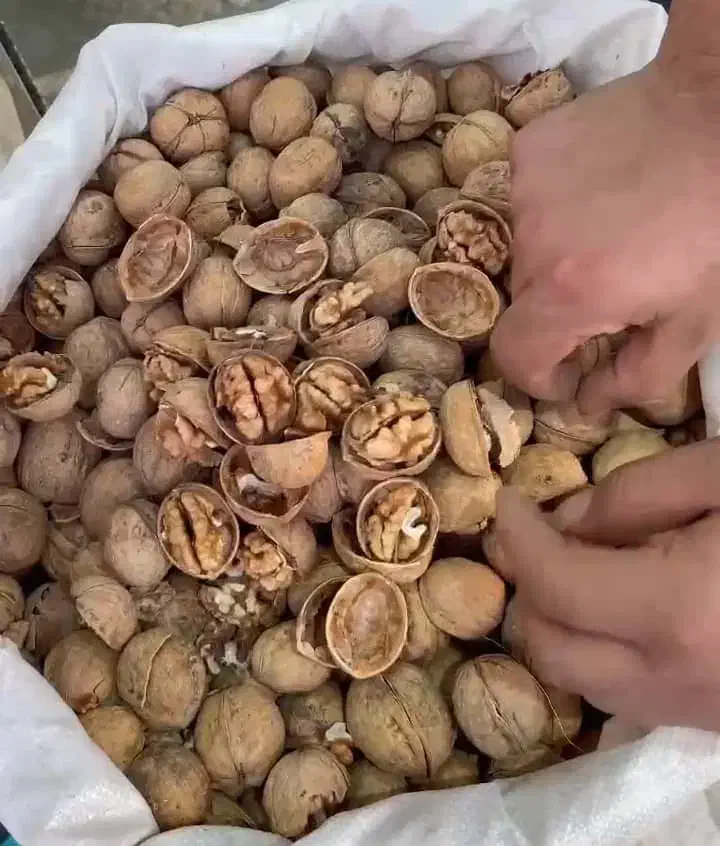 گردو امریکایی|عمده‌فروشی|کارون, |دیوار