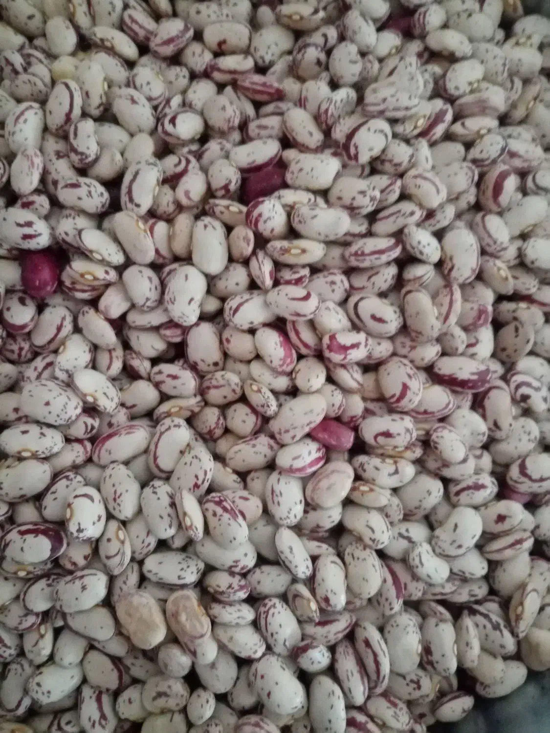 بذر لوبیا چیتی|گل و گیاه طبیعی|سیلوانه, |دیوار