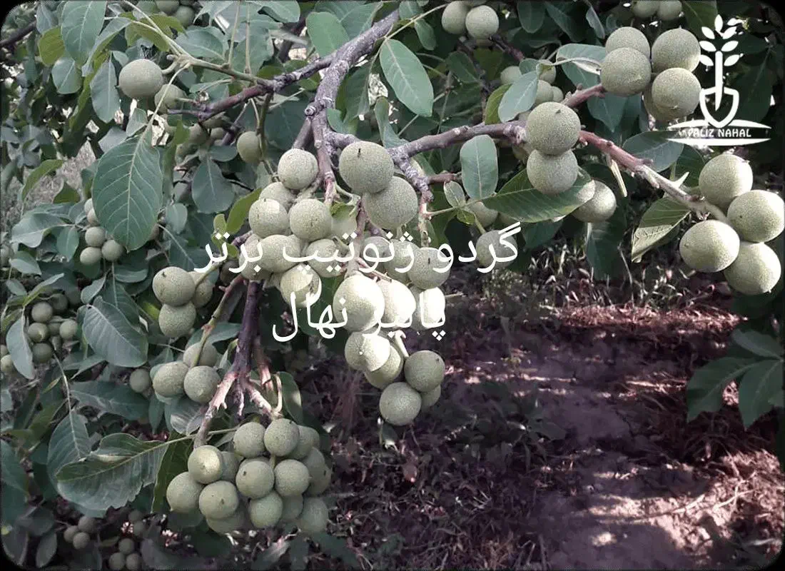 نهالستان گردو دیرگل و پربار پالیز|خدمات باغبانی و درختکاری|تبریز, |دیوار