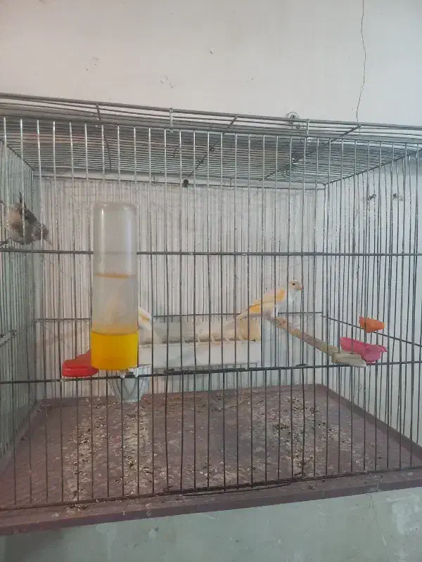 قناری ماده جفتی سهره کار داده|پرنده|اردبیل, |دیوار