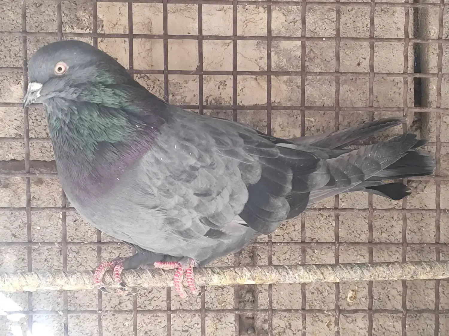 فروشی|پرنده|بم, |دیوار