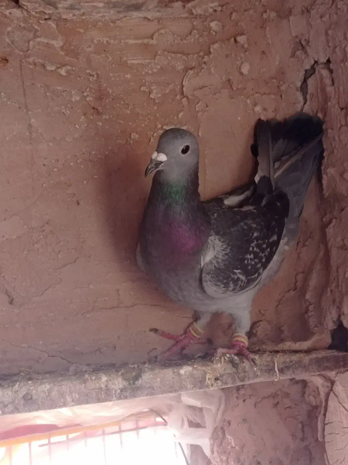 کفتر|پرنده|سبزوار, قصبه شرقی|دیوار