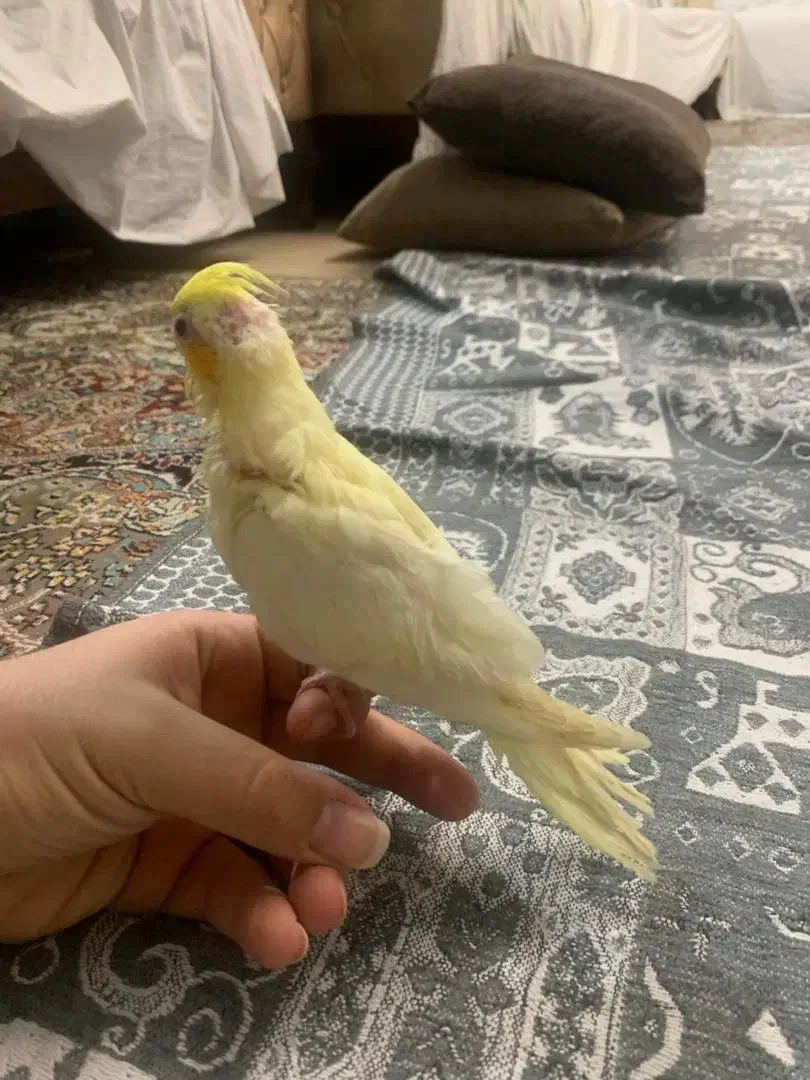 عروس هلندی لوتینو سرلاکی|پرنده|اسلام‌شهر, شهرک سعیدیه|دیوار