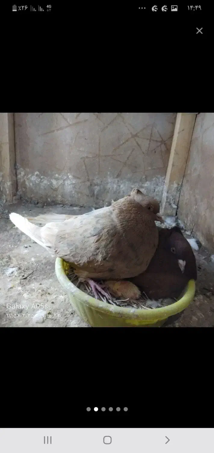 فروش و معاوضه|سگ|بهبهان, |دیوار