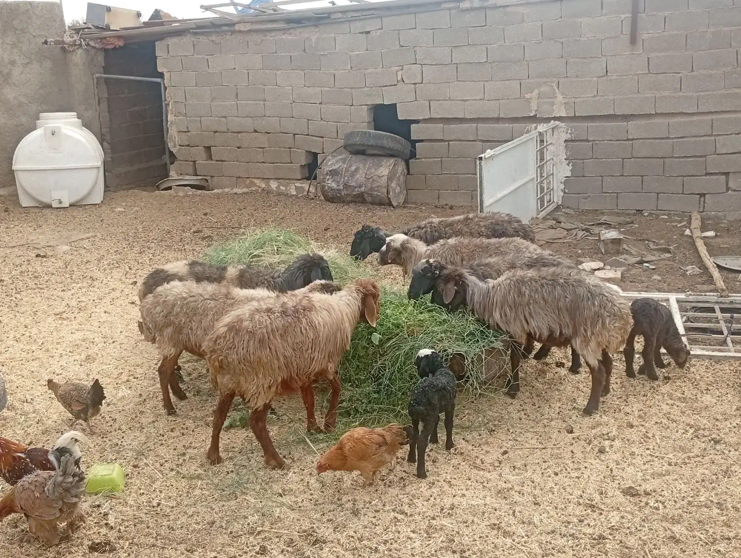 میش بره دار|حیوانات مزرعه|فسا, |دیوار