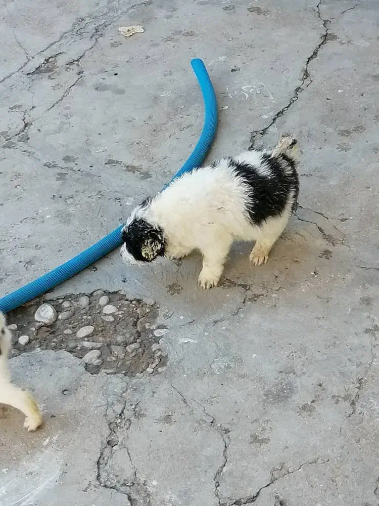 سگ قدرجونی|سگ|مسجد سلیمان, |دیوار