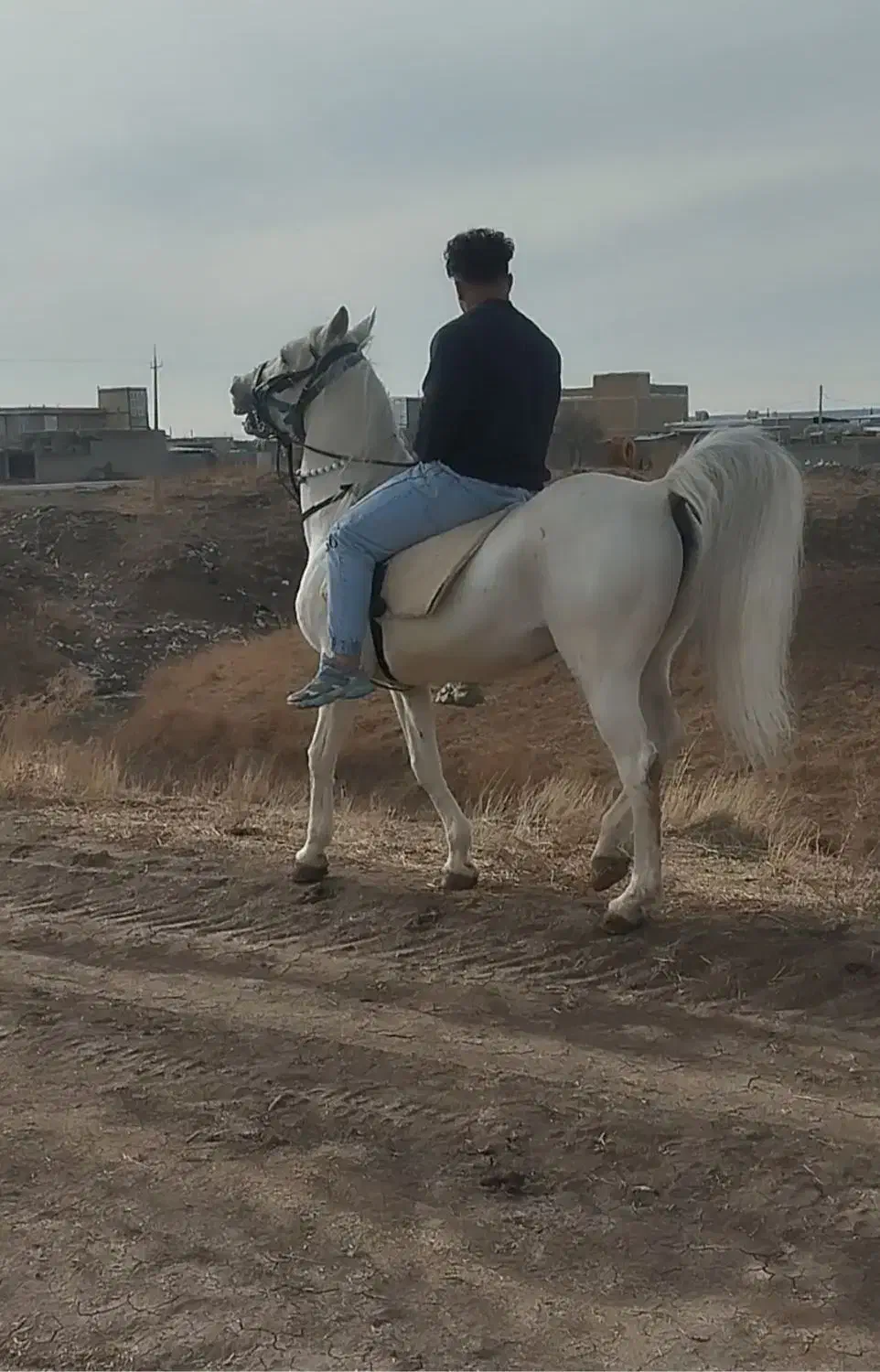 اسب نریان|اسب و تجهیزات اسب‌سواری|کرمانشاه, |دیوار