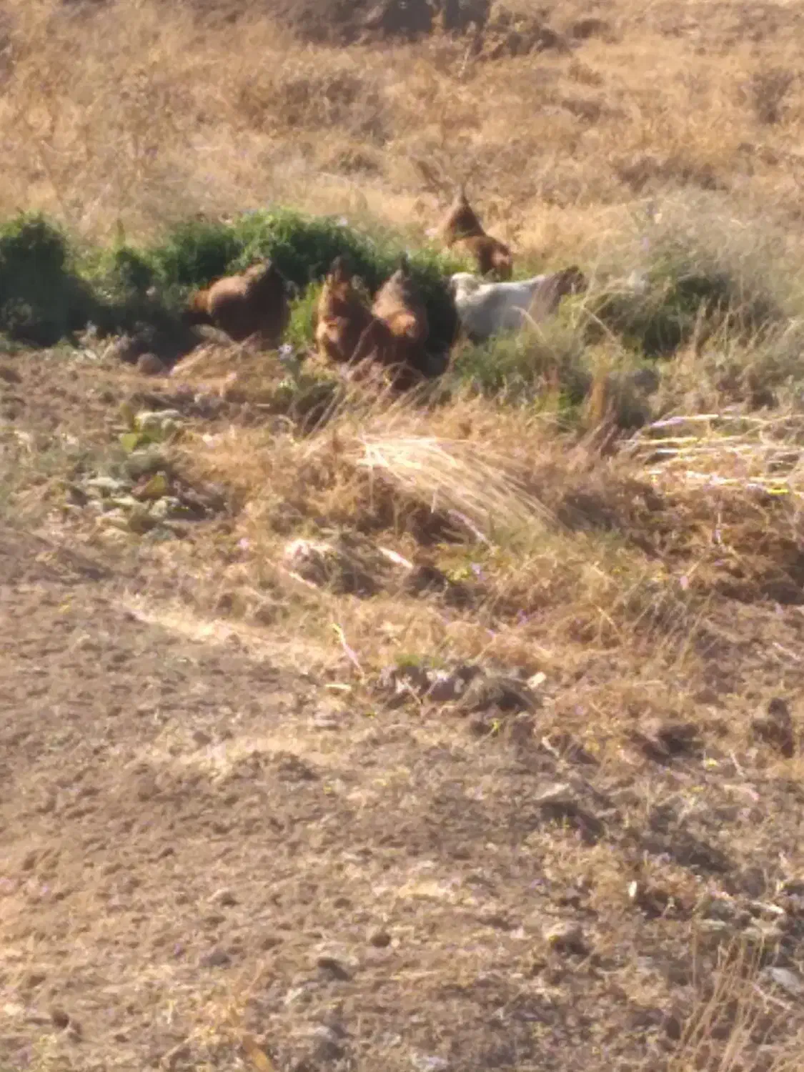 مرغ محلی جوان امسال تخم گذار|حیوانات مزرعه|دهگلان, |دیوار