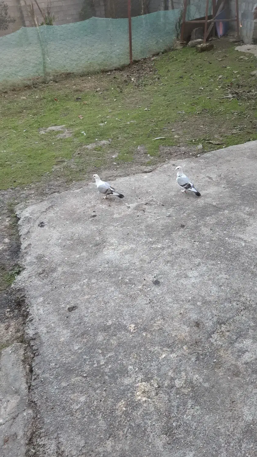 کبوتربلژیکی|پرنده|لاهیجان, آهندان|دیوار