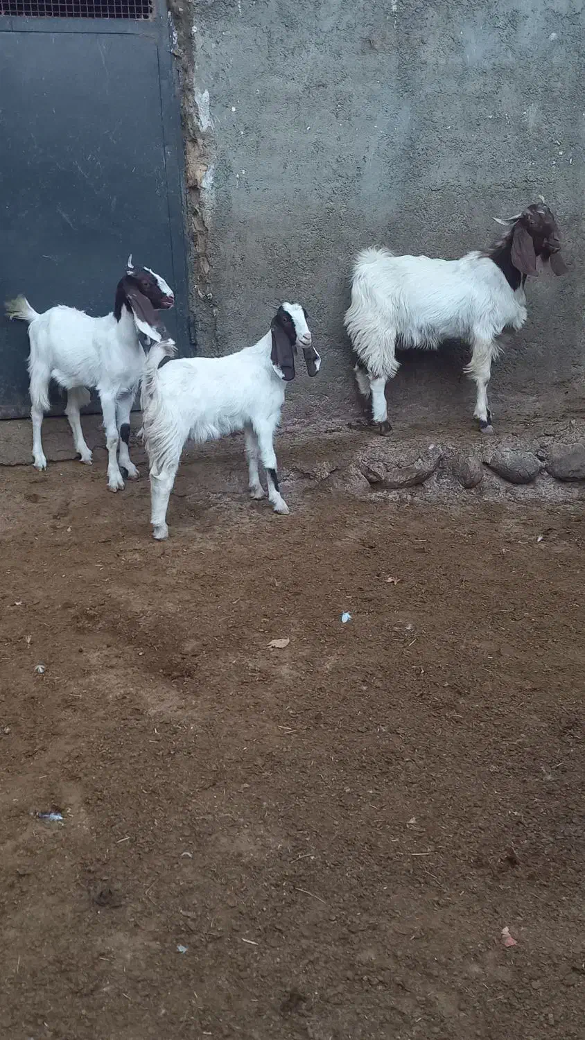 بزغاله نر ماده|حیوانات مزرعه|بروجرد, |دیوار