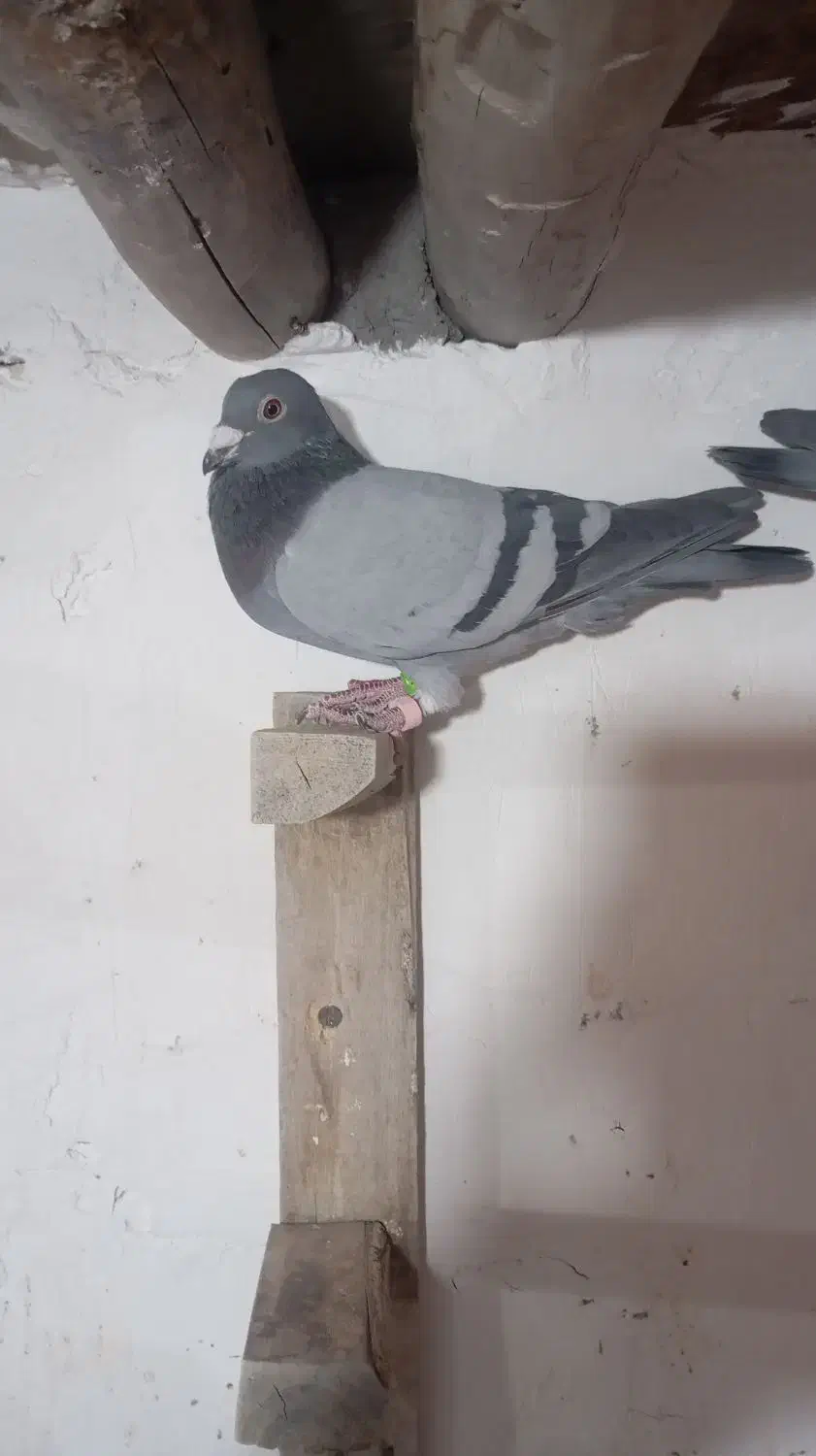 نر وماده پلاکی درجه یک|پرنده|سوسنگرد, |دیوار