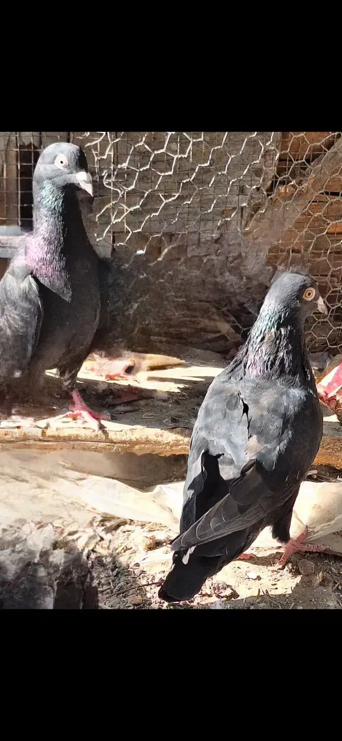 فروش 4عدد پلاکی سیاه در بندر دیر|پرنده|بندر دیر, |دیوار