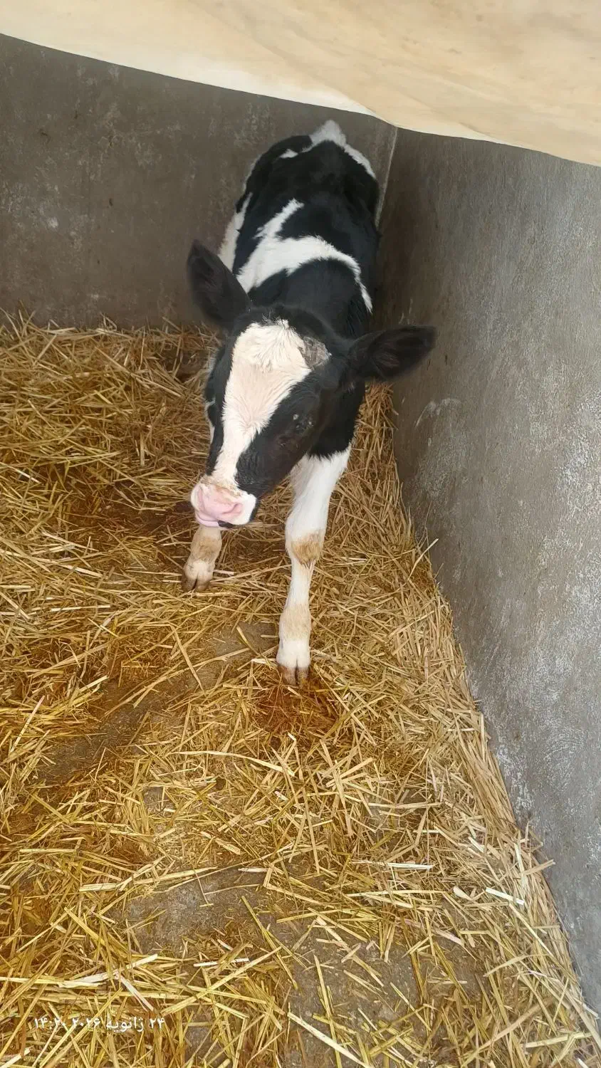 گوساله نر|حیوانات مزرعه|مرودشت, فاز اول شهرک فرهنگیان|دیوار