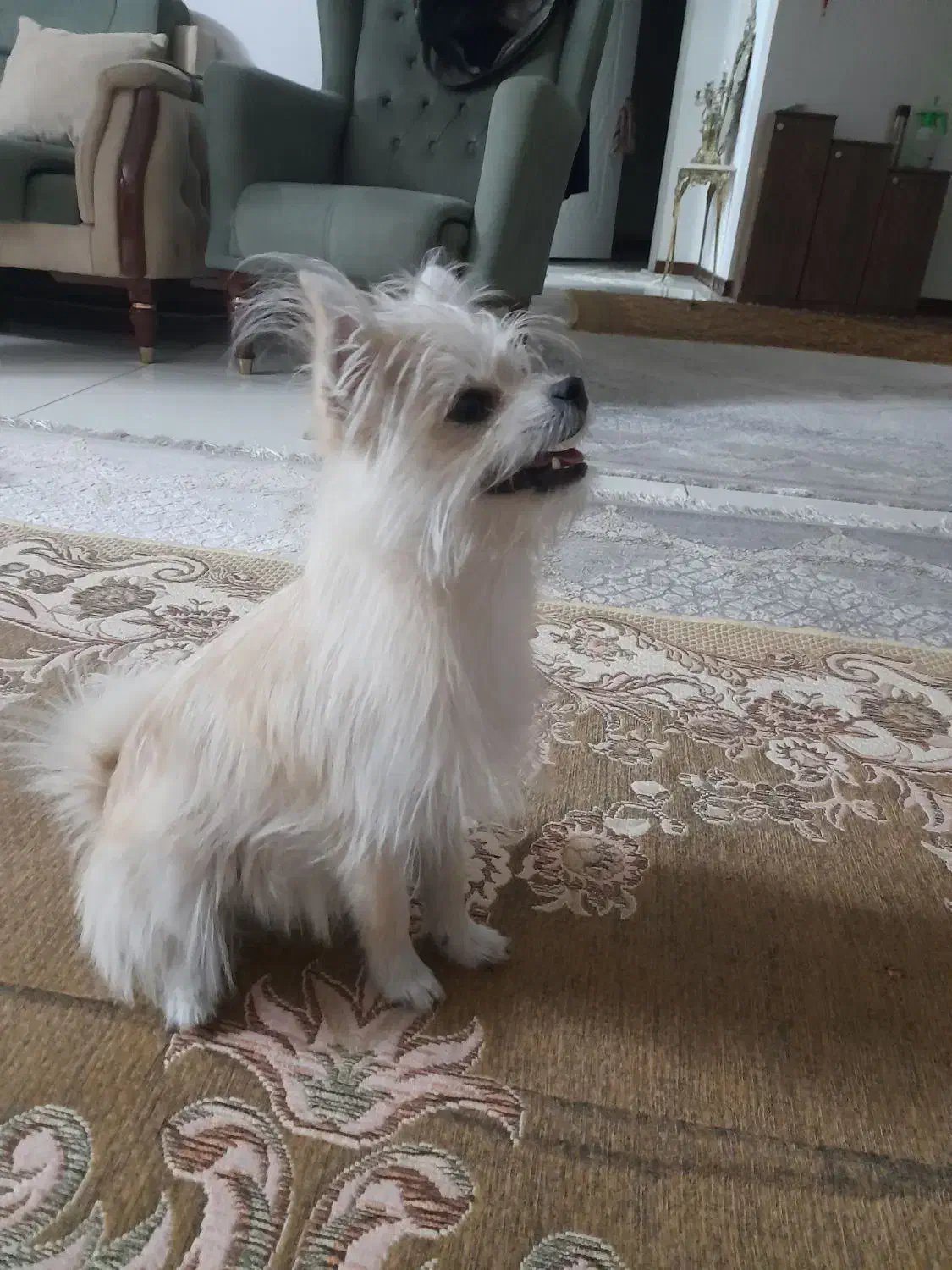 واگزاری|سگ|پاکدشت, پاکدشت (مامازند)|دیوار