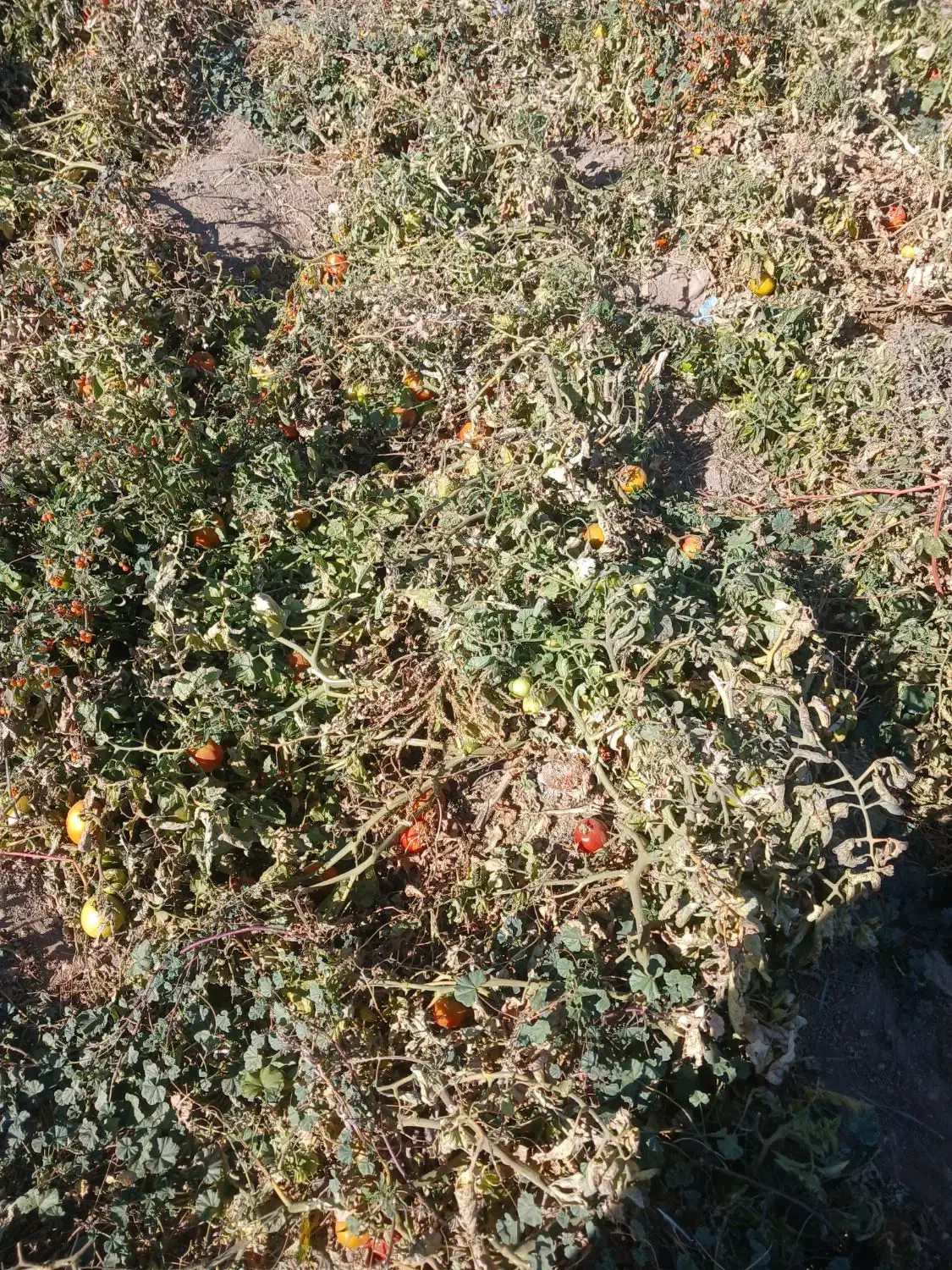 گوجه نیم رسیده و کال|خوردنی و آشامیدنی|قره پشتلو, |دیوار