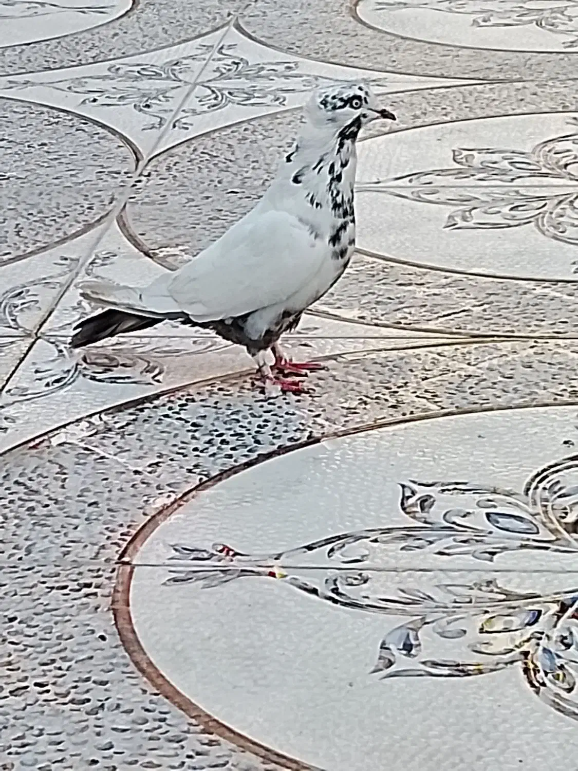 کبوتر دنبی|پرنده|شادگان, |دیوار