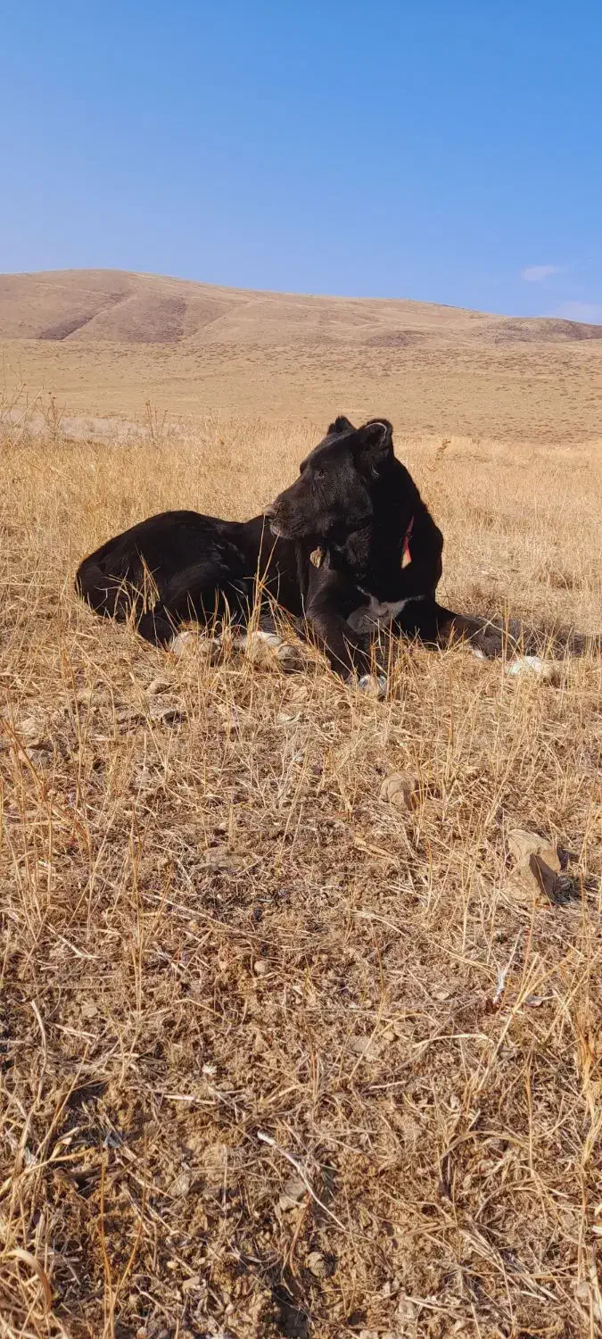 سگ گله|سگ|صوفیان, |دیوار