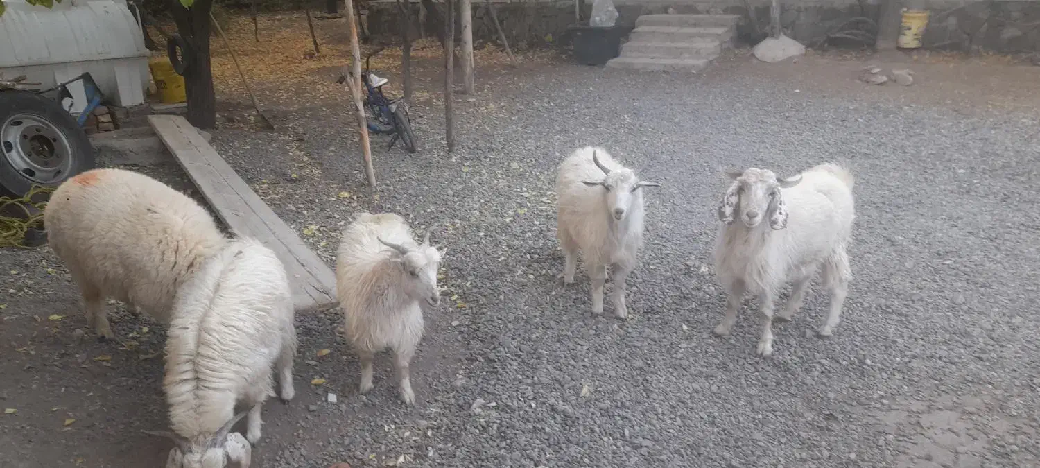 کهره نر و بره|حیوانات مزرعه|رابر, |دیوار