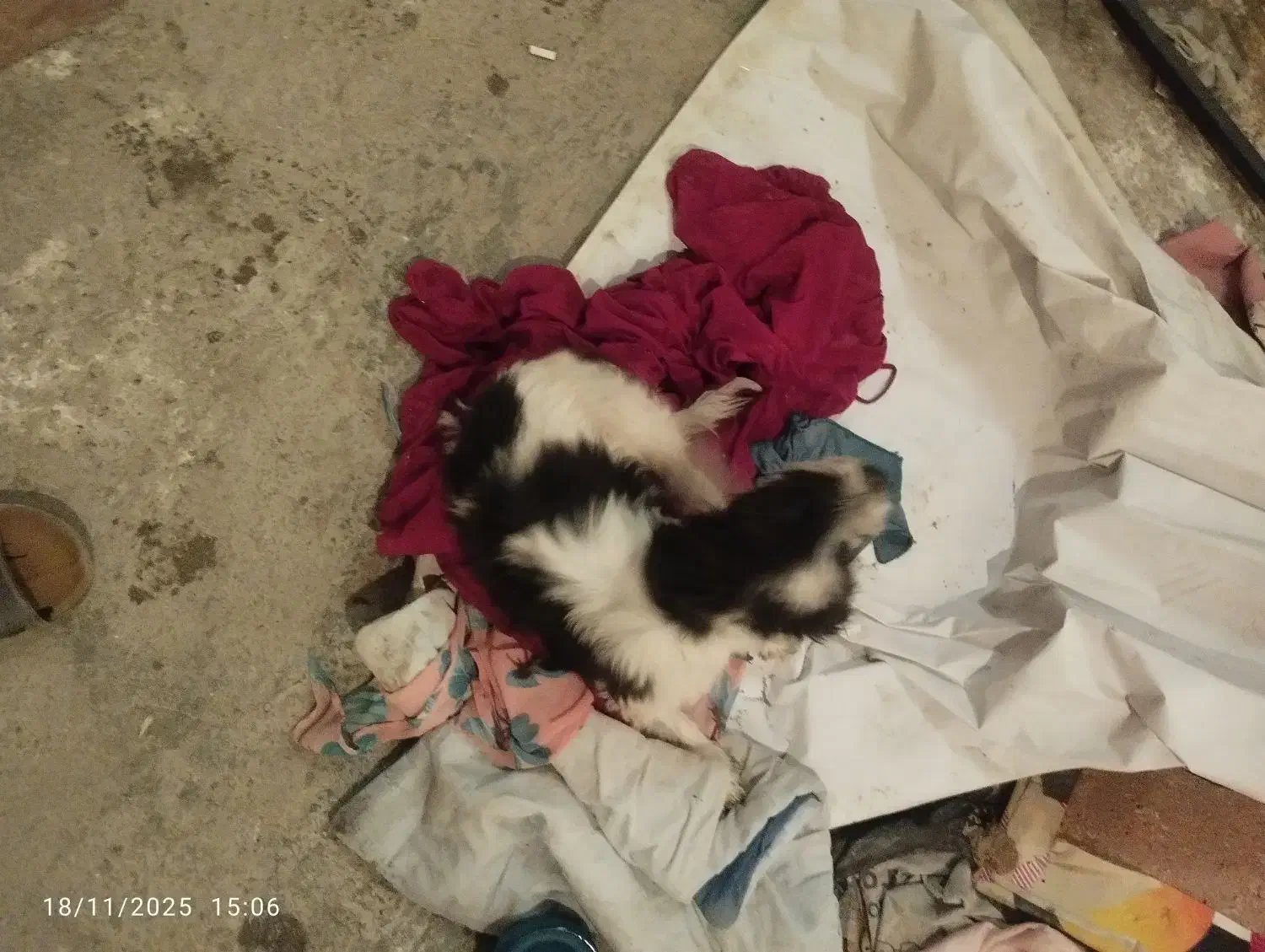 سک خونگیی نژاد دار|سگ|سنندج, |دیوار