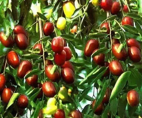 پیش فروش نهال عناب چینی یکساله|خدمات باغبانی و درختکاری|نهاوند, |دیوار
