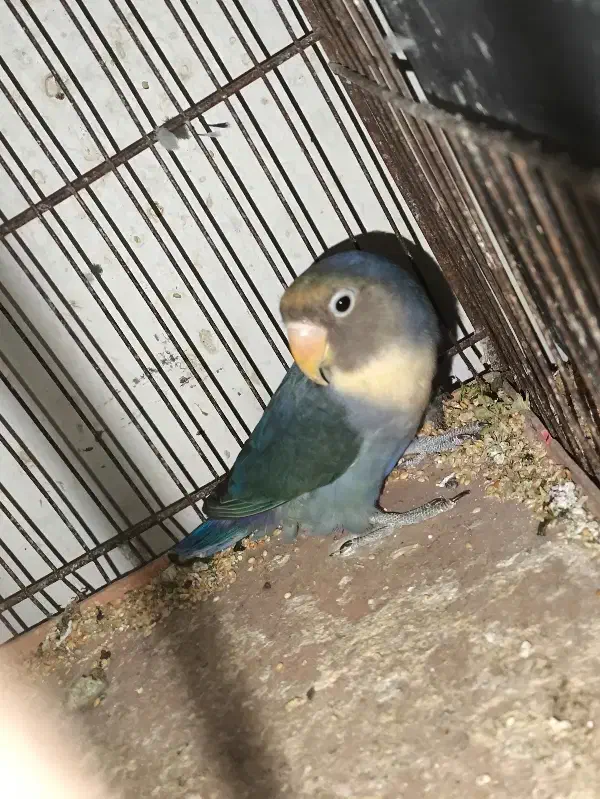 طوطی برزیلی|پرنده|بوشهر, |دیوار