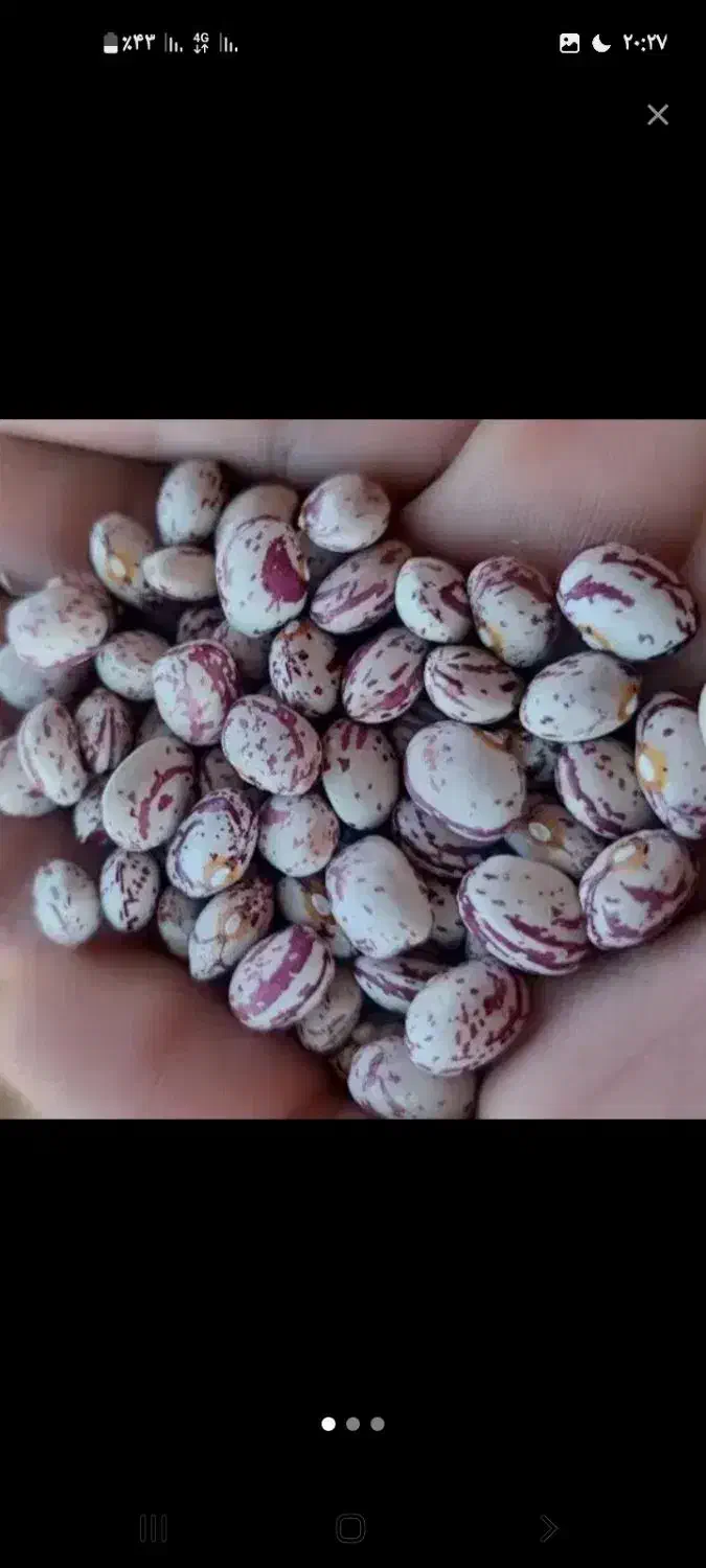 ۵۰۰کیلو لوبیا چیتی بز میش|خوردنی و آشامیدنی|لالی, |دیوار