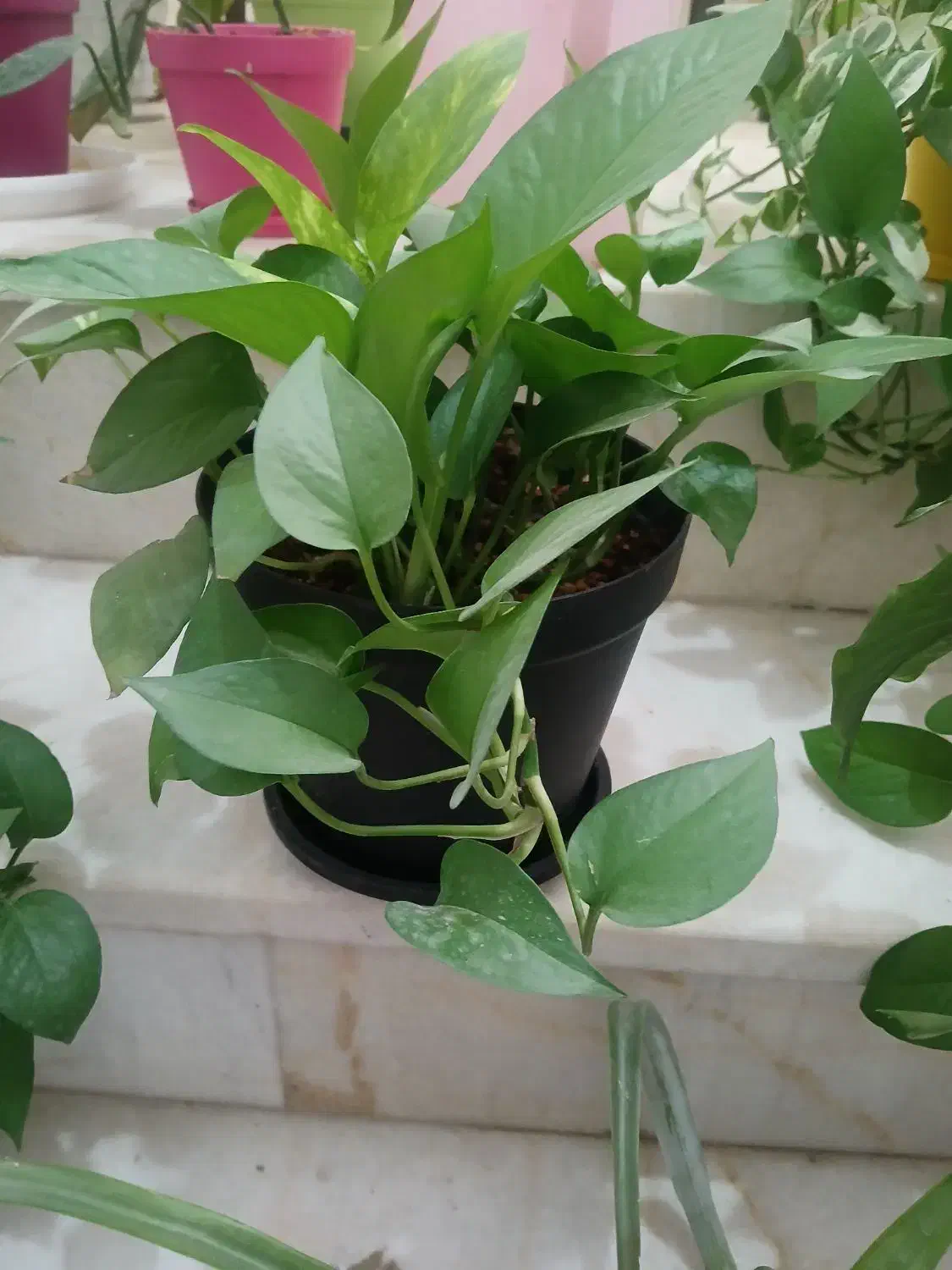 گل و گیاه|گل و گیاه طبیعی|اردکان, |دیوار