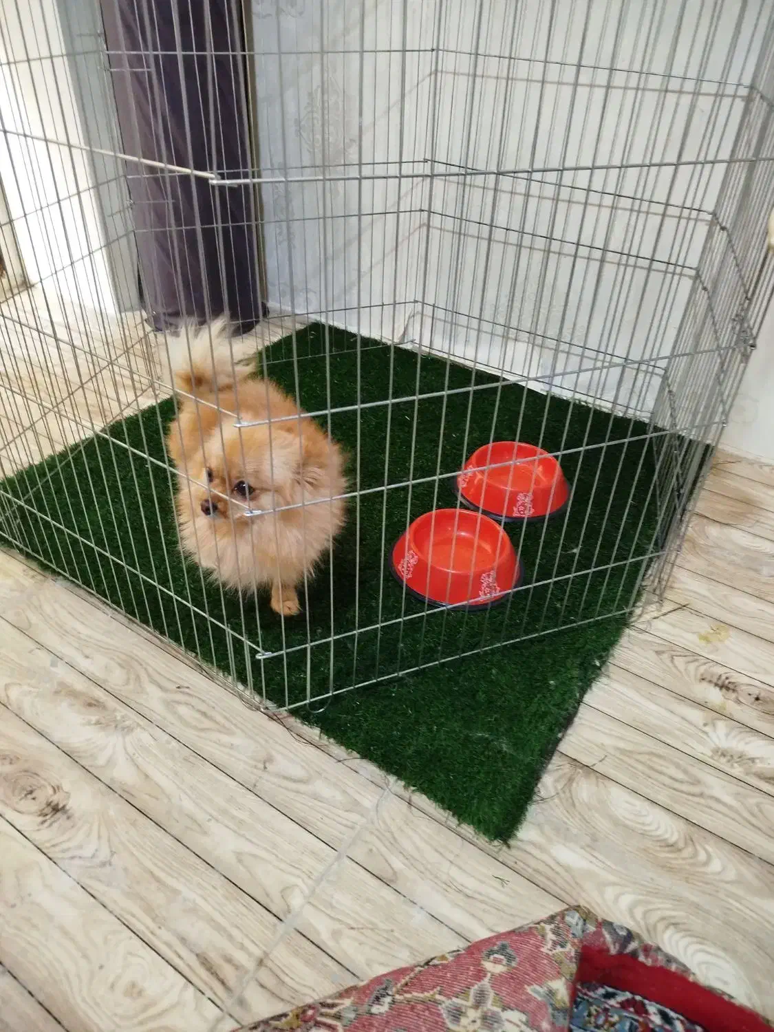 پامرانین روباهی|سگ|چهاردانگه (تهران), |دیوار