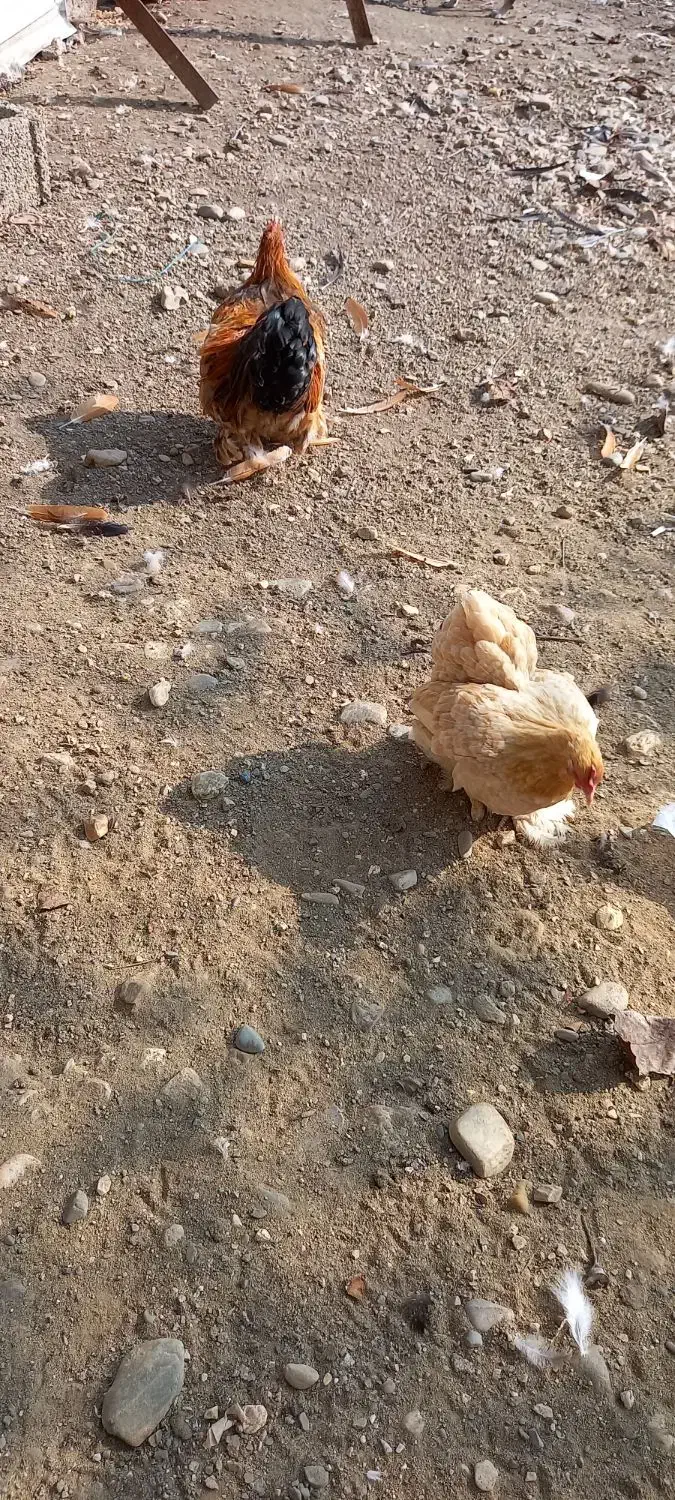 مرغ وخروس کوشین|حیوانات مزرعه|فومن, |دیوار