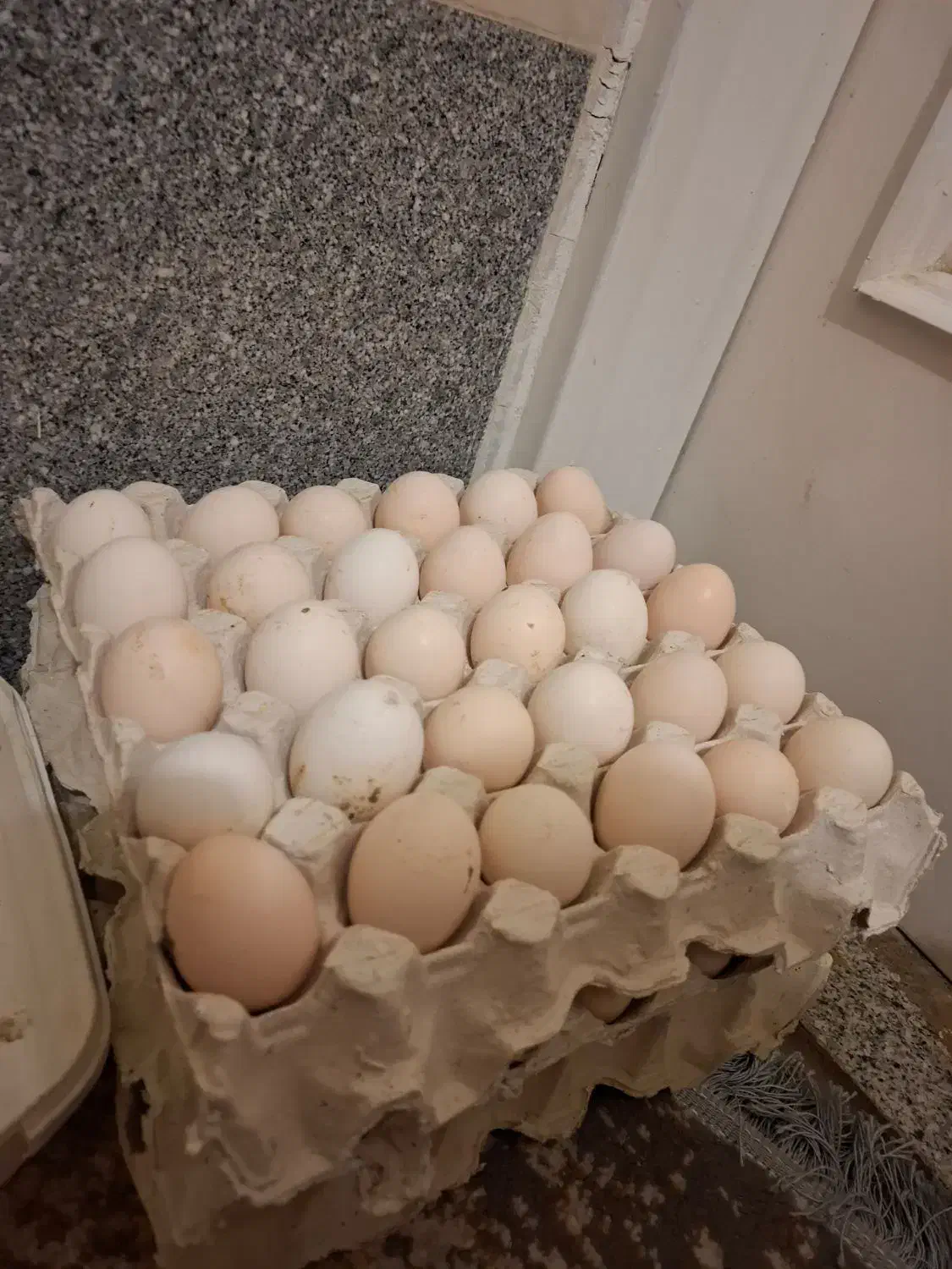 تخم مرغ رسمی|خوردنی و آشامیدنی|همدان, |دیوار