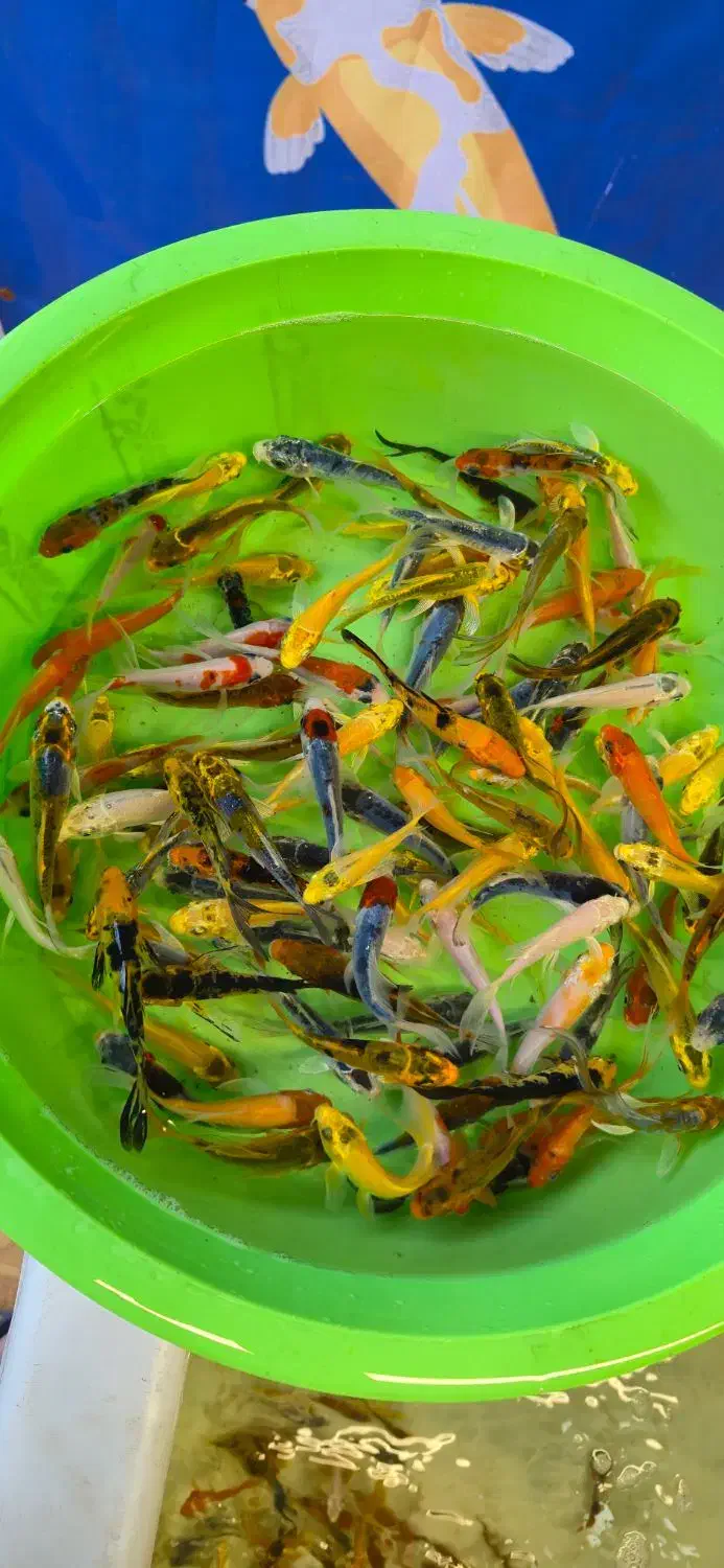 ماهی کوی در سایزهای مختلف|ماهی|شیراز, شهرک بهار|دیوار