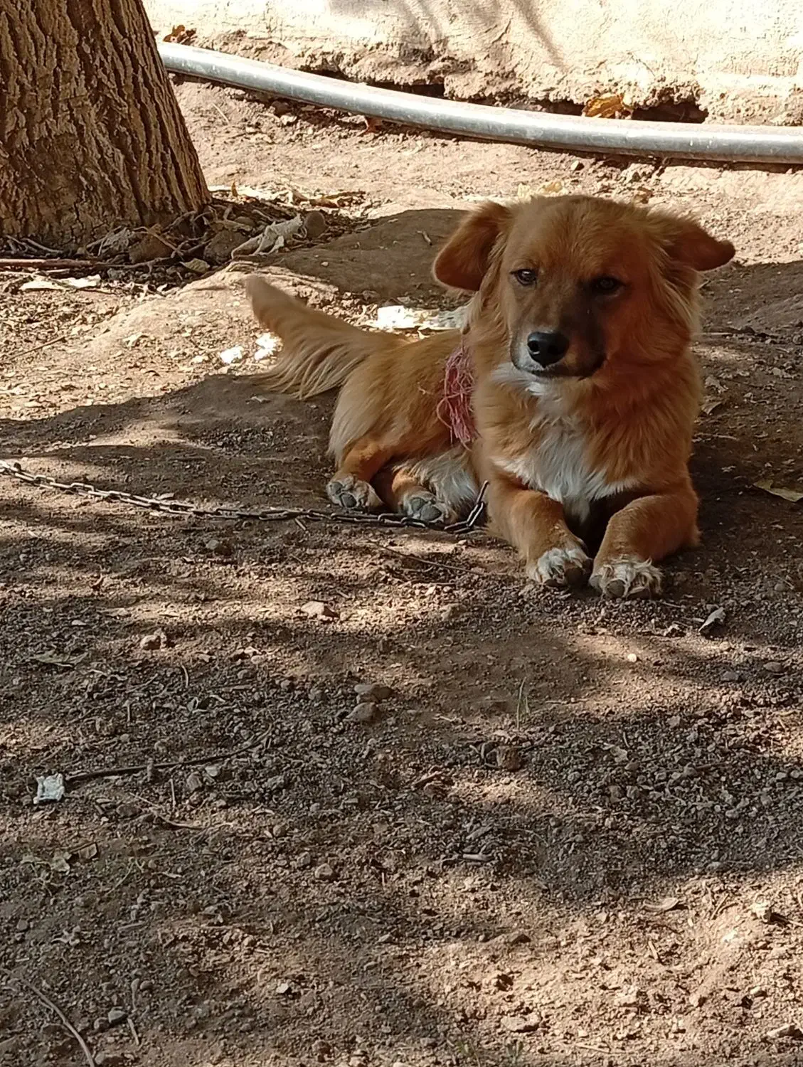 سگ پاکوتاه|سگ|قزوین, |دیوار