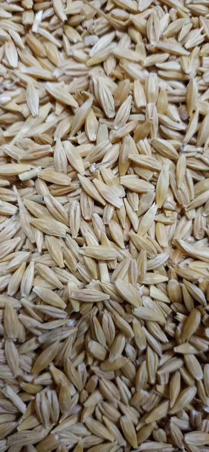 جو دیم بسیار چاق تمیز|عمدهفروشی|سنقر, |دیوار