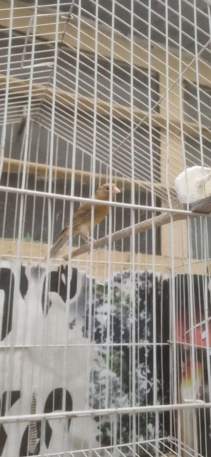 قناری ماده اماده|پرنده|شوش, |دیوار