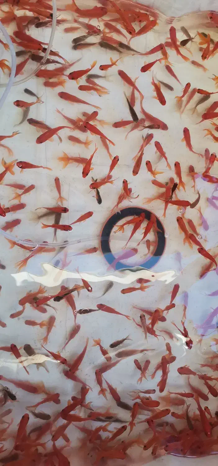 ماهی قرمز|ماهی|گرگان, |دیوار