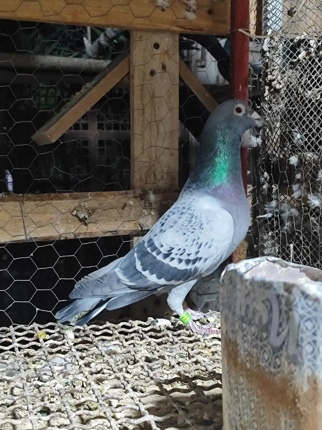 کبوتر پلاکی ثبتی|پرنده|مهران (ایلام), |دیوار