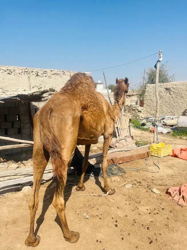 شتر|حیوانات مزرعه|قشم, |دیوار