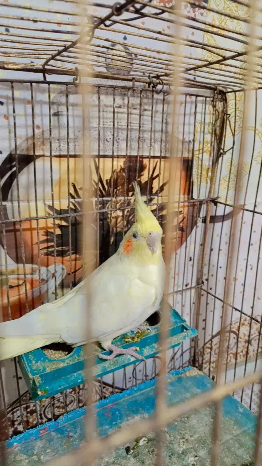 عروس هلندی|پرنده|مزرعه کتول, |دیوار