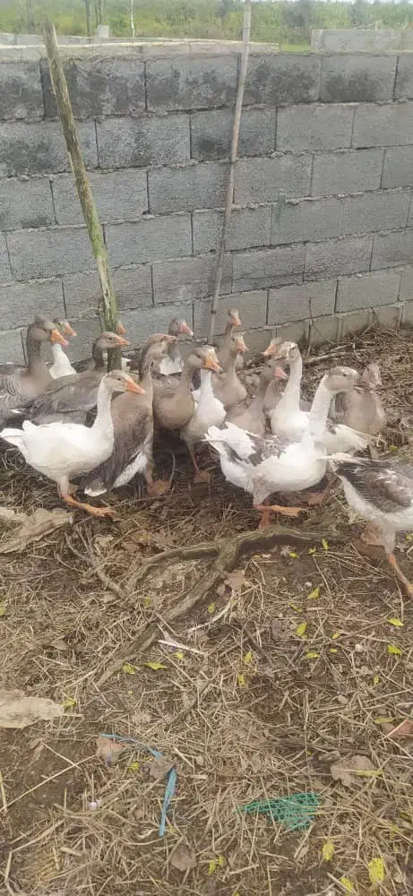 غاز محلی ۱۴ عدد|حیوانات مزرعه|رشت, لاکان شهر|دیوار