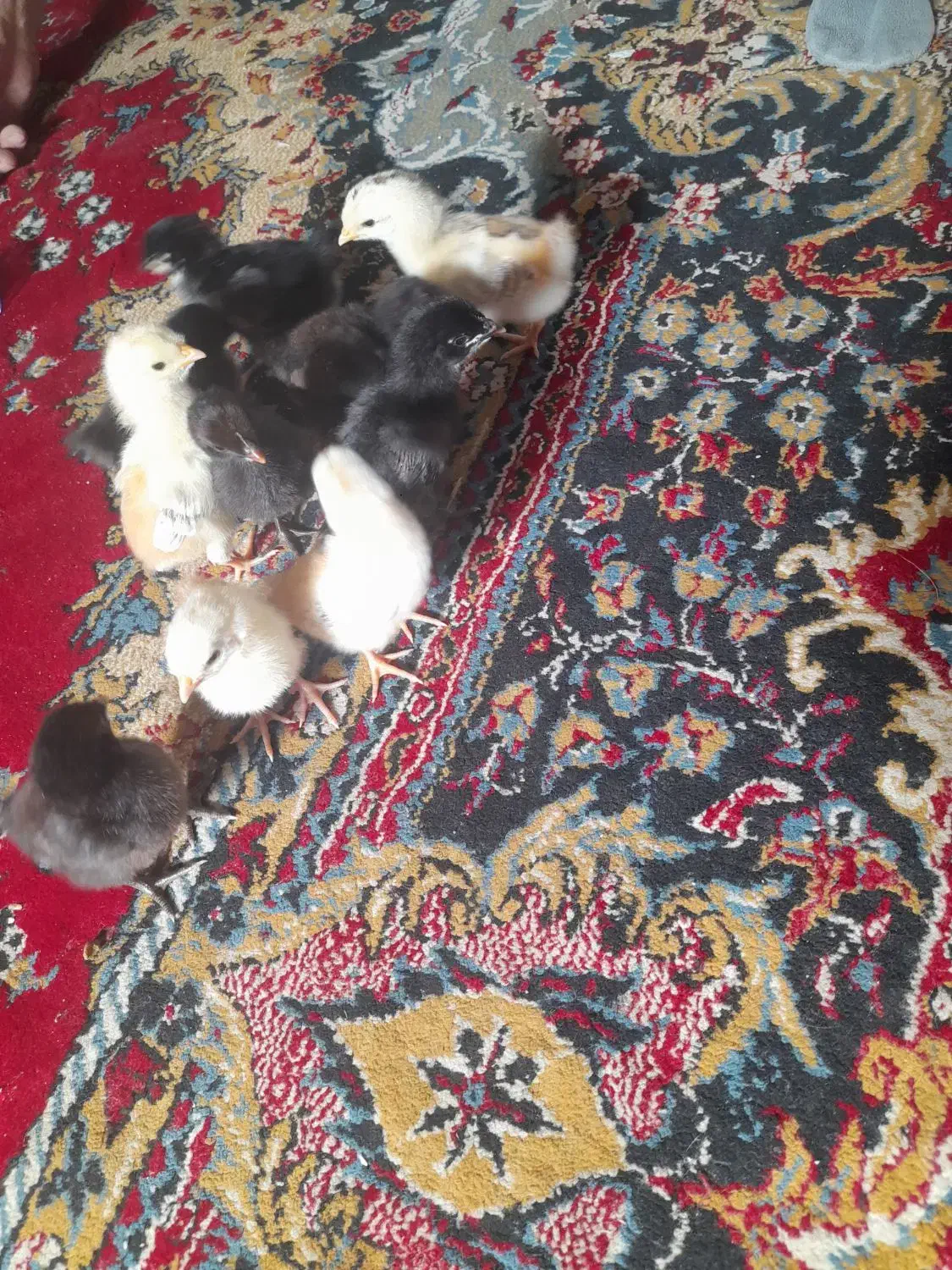 جوجه|حیوانات مزرعه|نیمروز, |دیوار