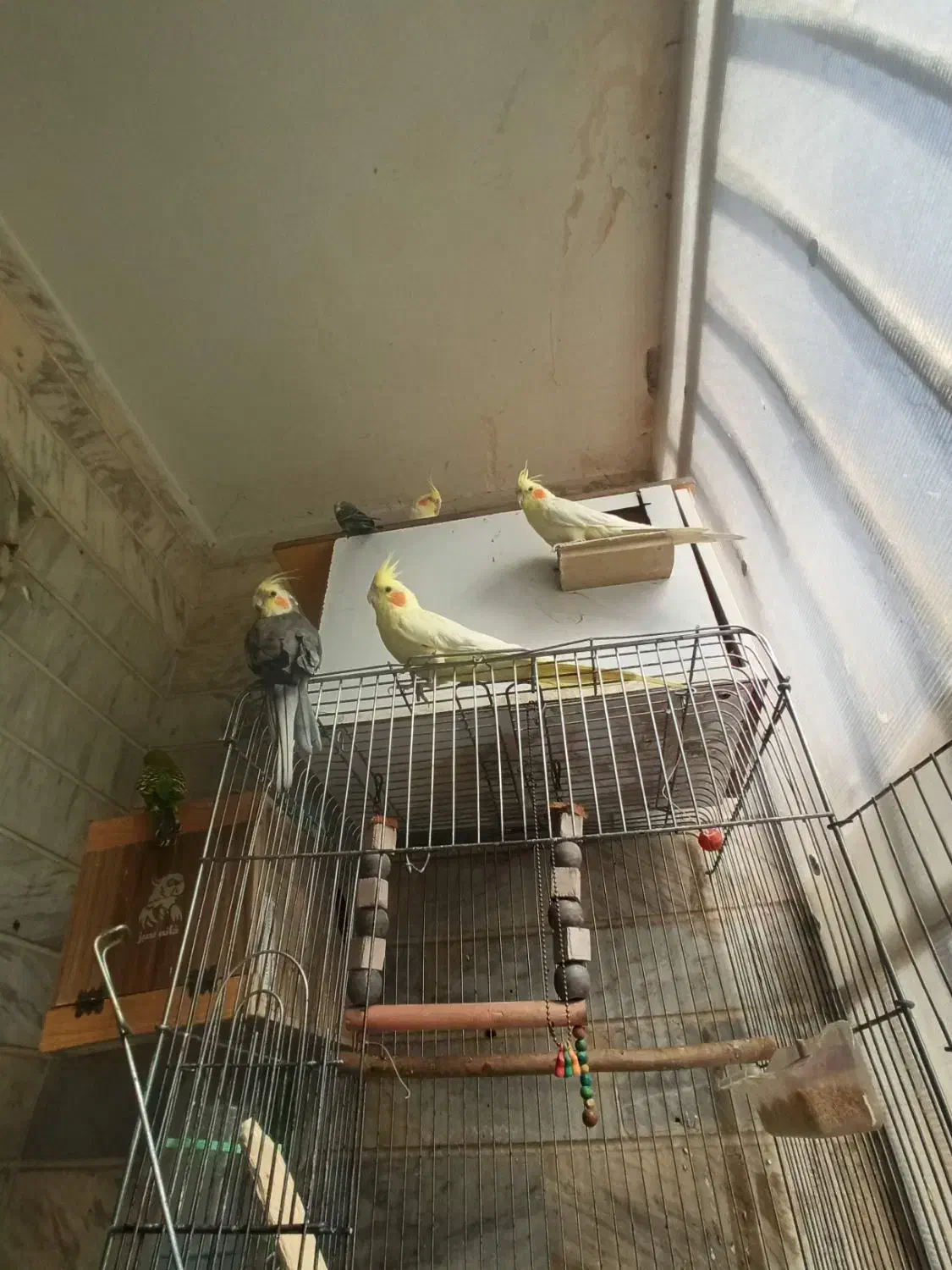 عروس هلندی و طوطی برزیلی|پرنده|شهریار, شهریار|دیوار