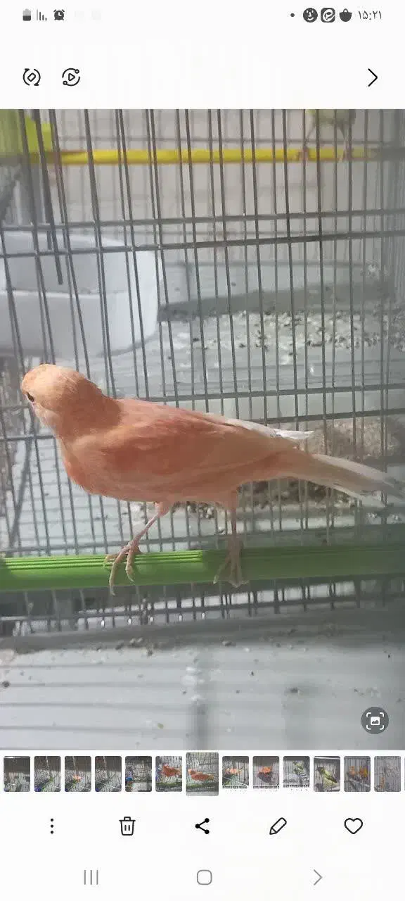 قناری . برفکی .|پرنده|ملایر, |دیوار