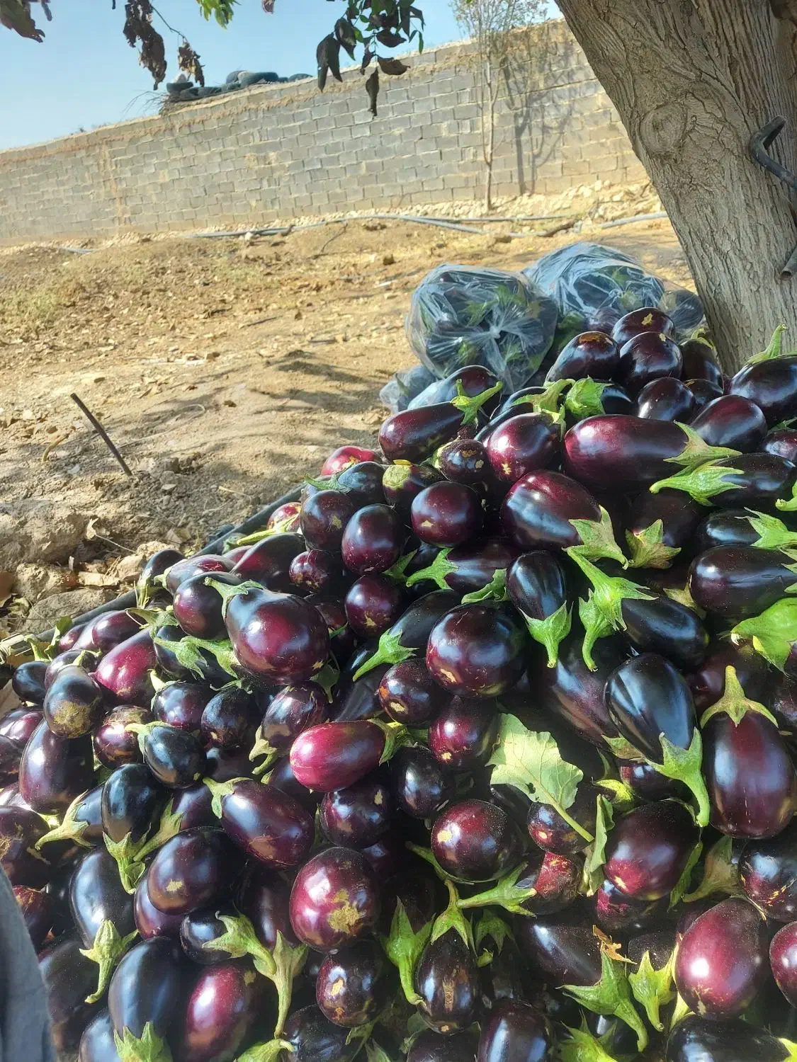 بادمجان دلمه|حراج|فسا, |دیوار