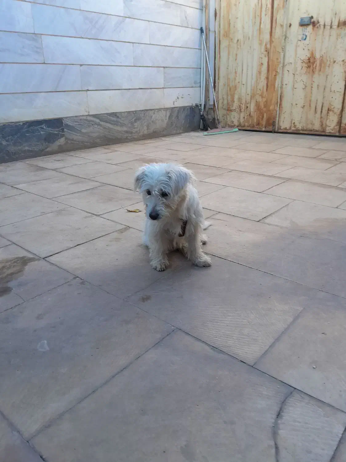 سگ شیتزو|سگ|خرم‌آباد, |دیوار