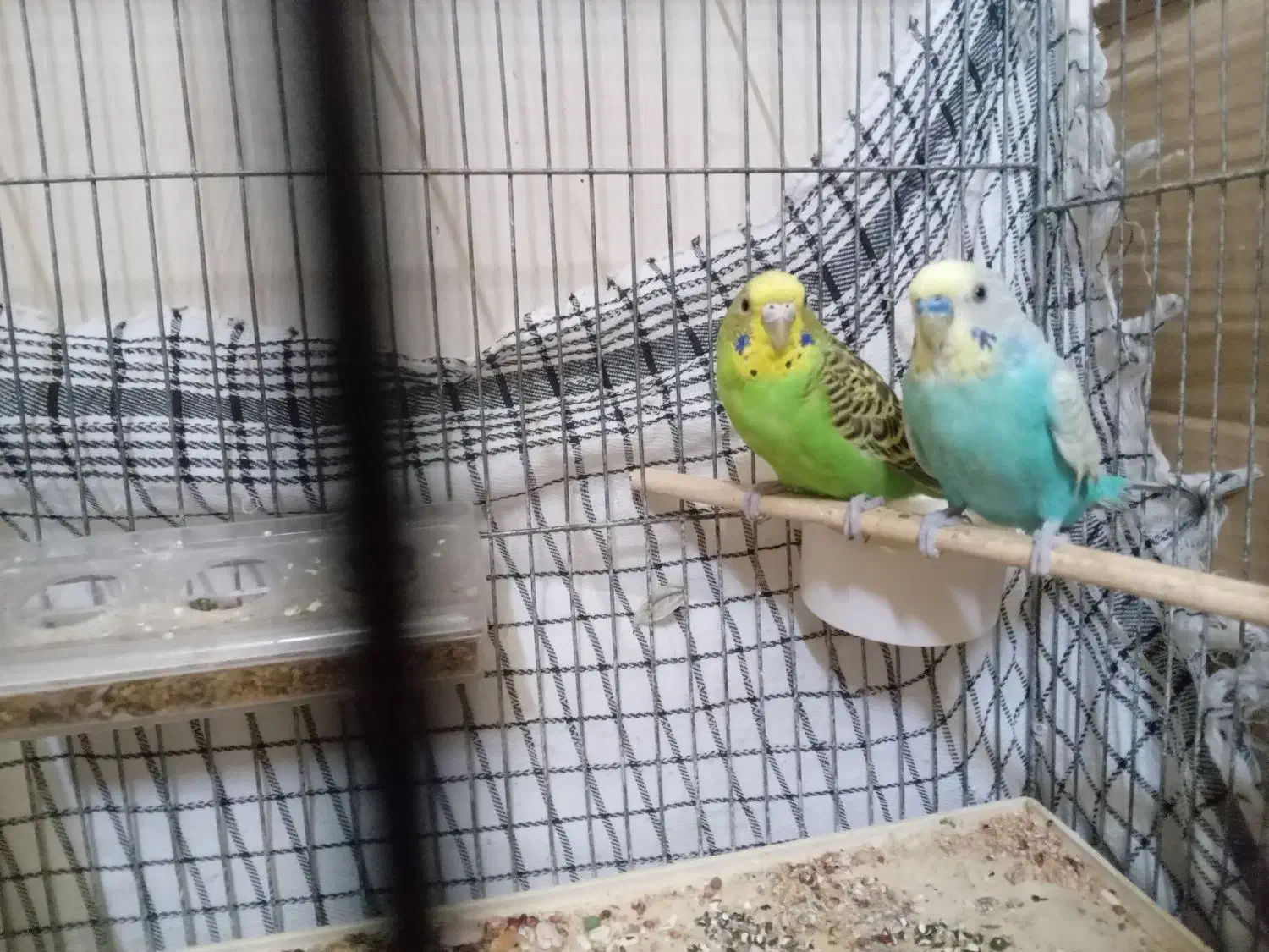 مرغ عشق|پرنده|خوی, |دیوار